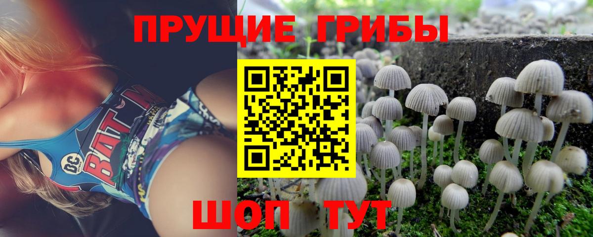 Псилоцибиновые грибы Cubensis  Вход с VPN  Камень-на-Оби 